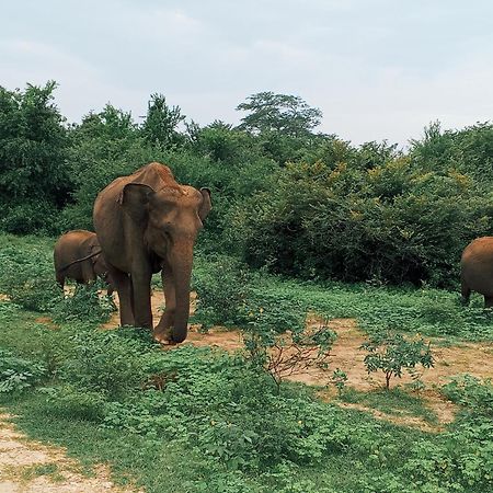 Elite Safari Resort Удавалаве Екстер'єр фото