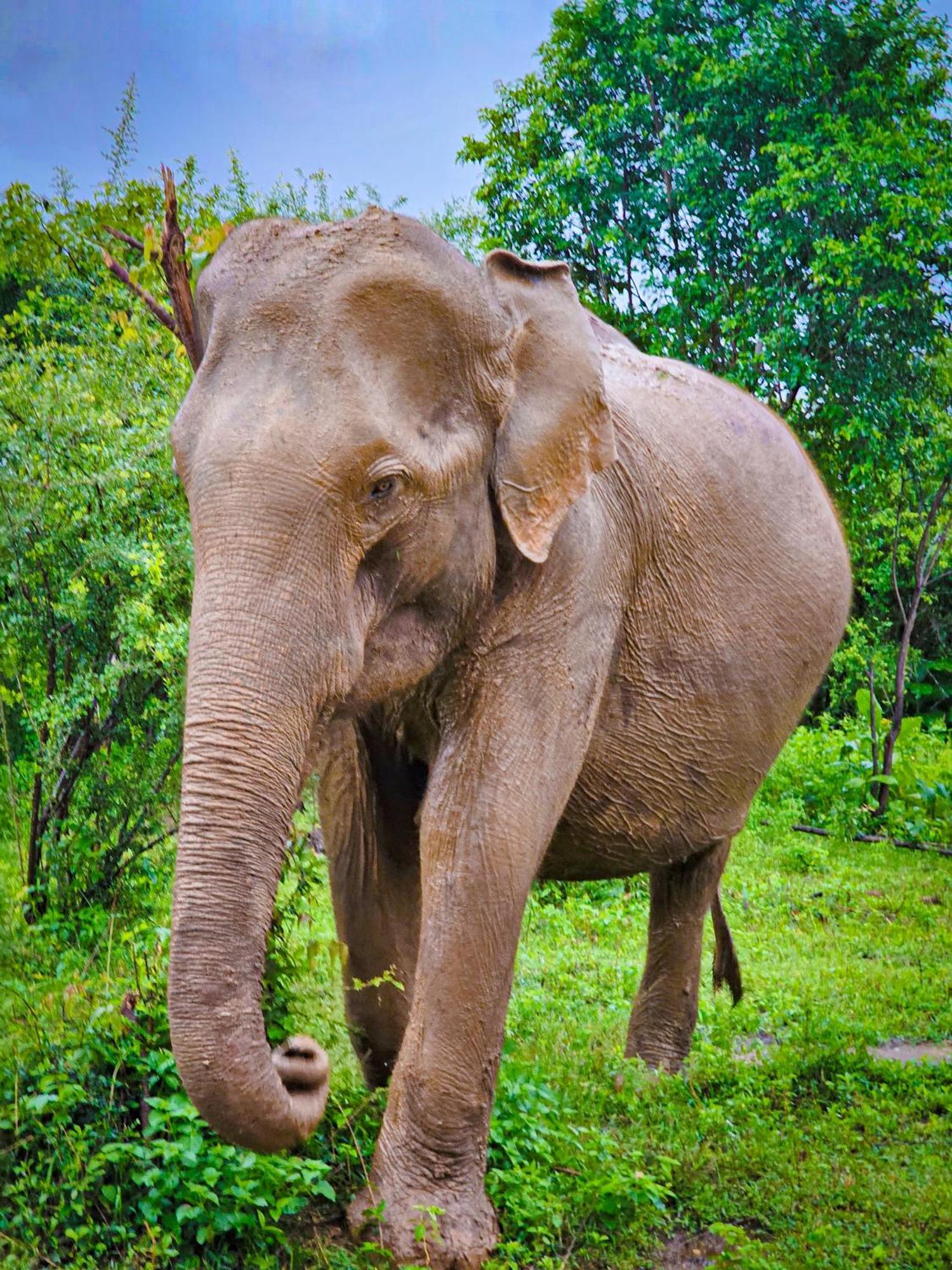 Elite Safari Resort Удавалаве Екстер'єр фото