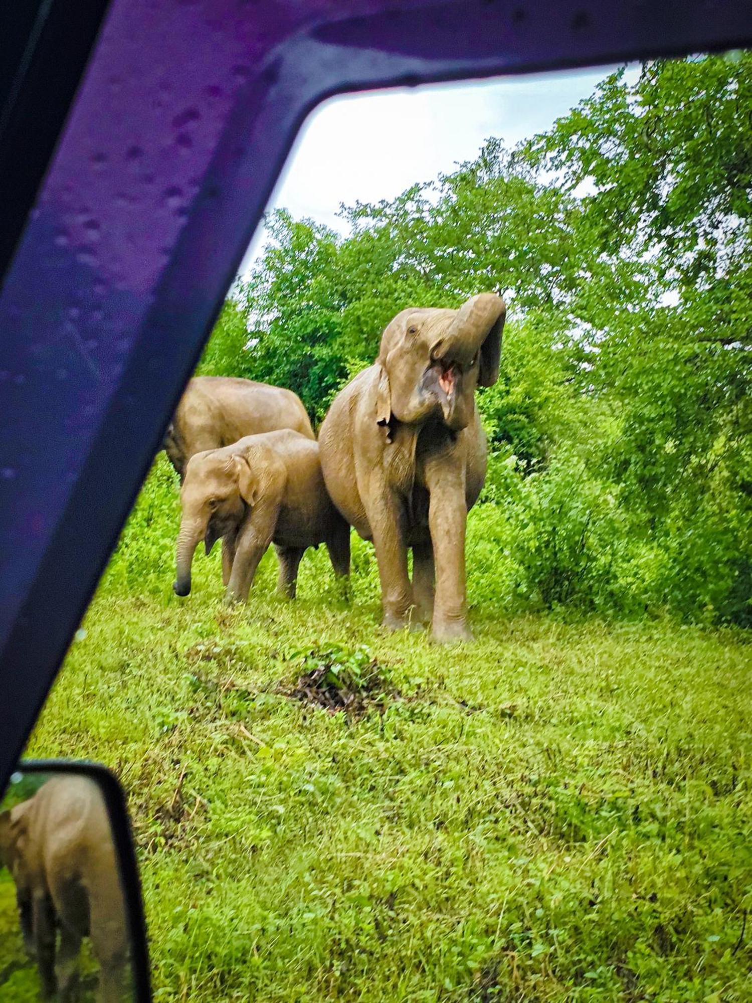 Elite Safari Resort Удавалаве Екстер'єр фото