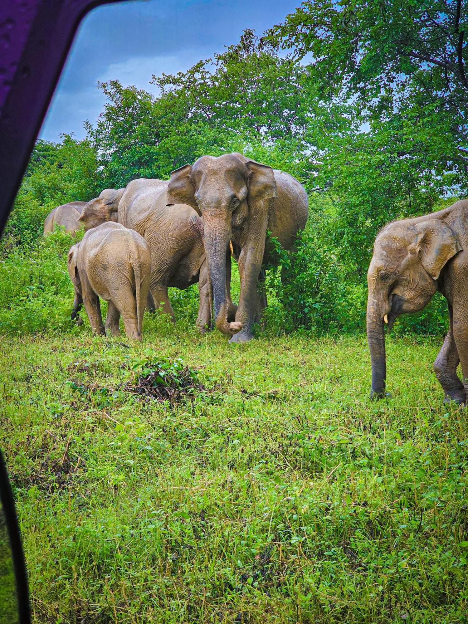 Elite Safari Resort Удавалаве Екстер'єр фото