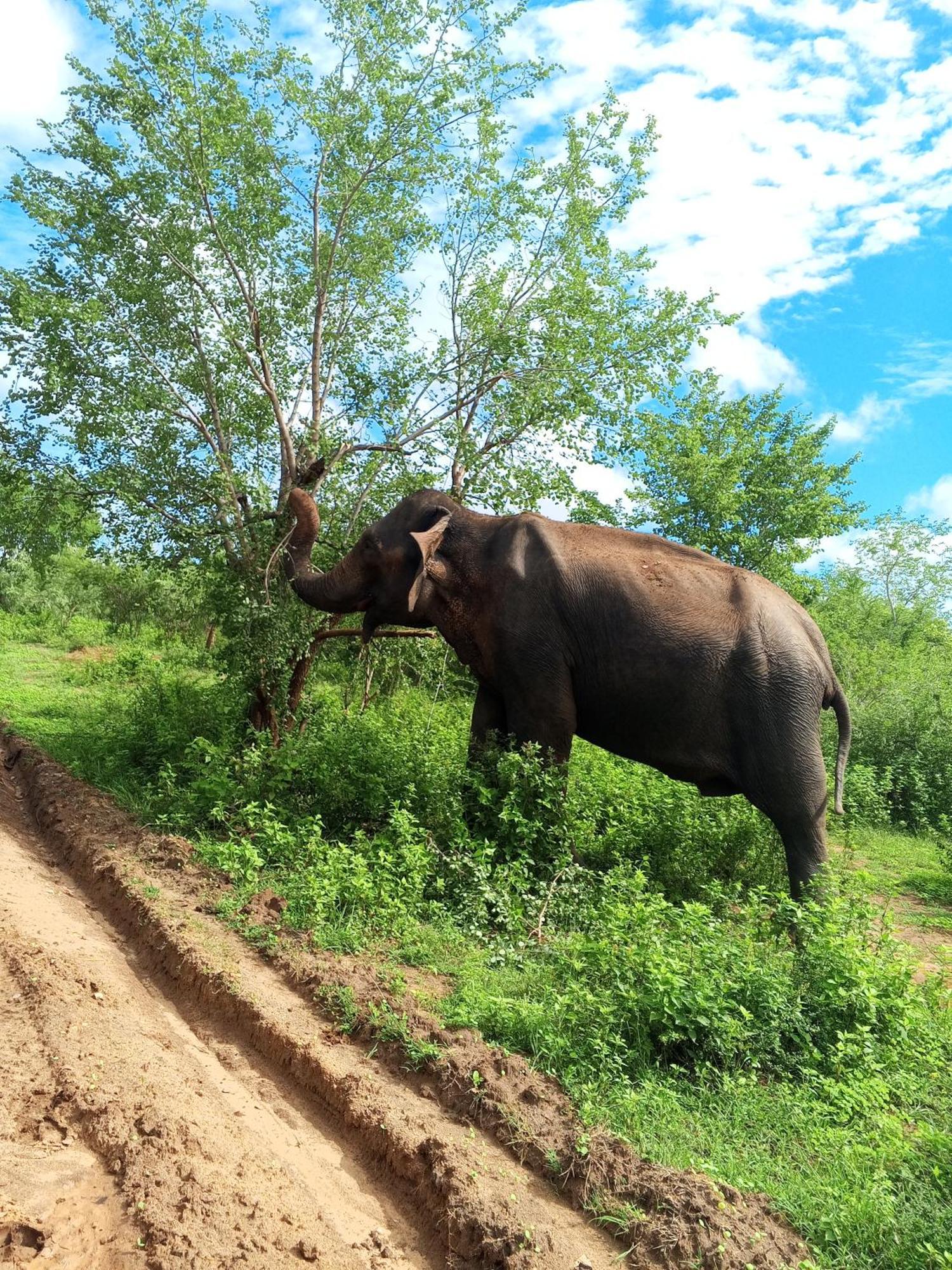 Elite Safari Resort Удавалаве Екстер'єр фото