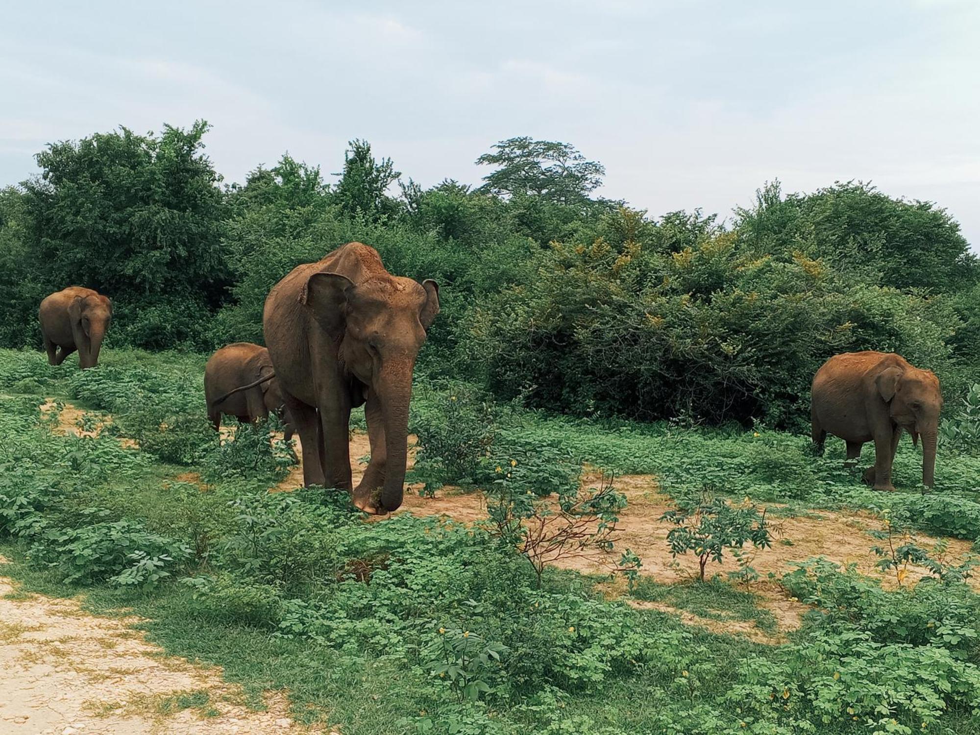 Elite Safari Resort Удавалаве Екстер'єр фото