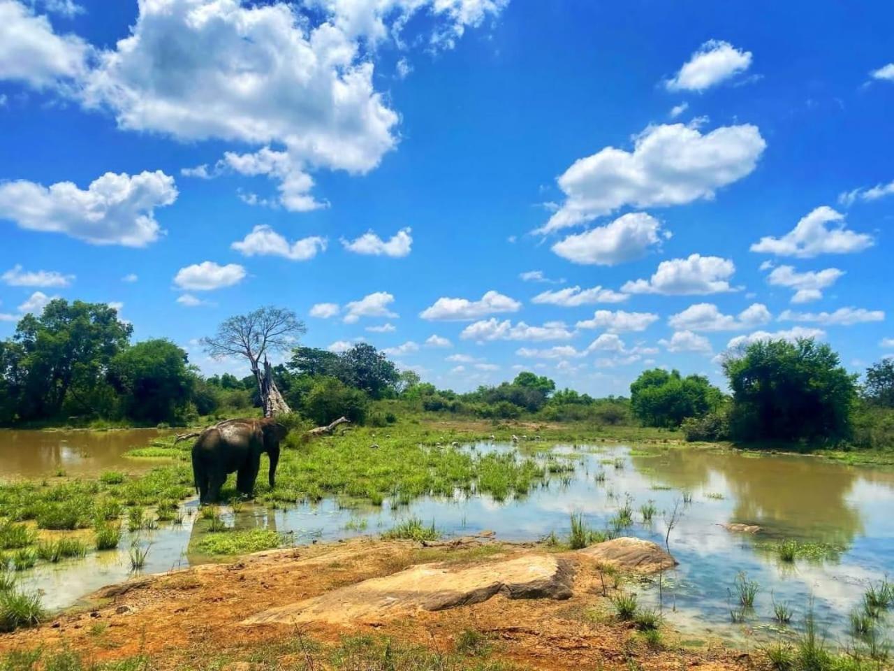 Elite Safari Resort Удавалаве Екстер'єр фото