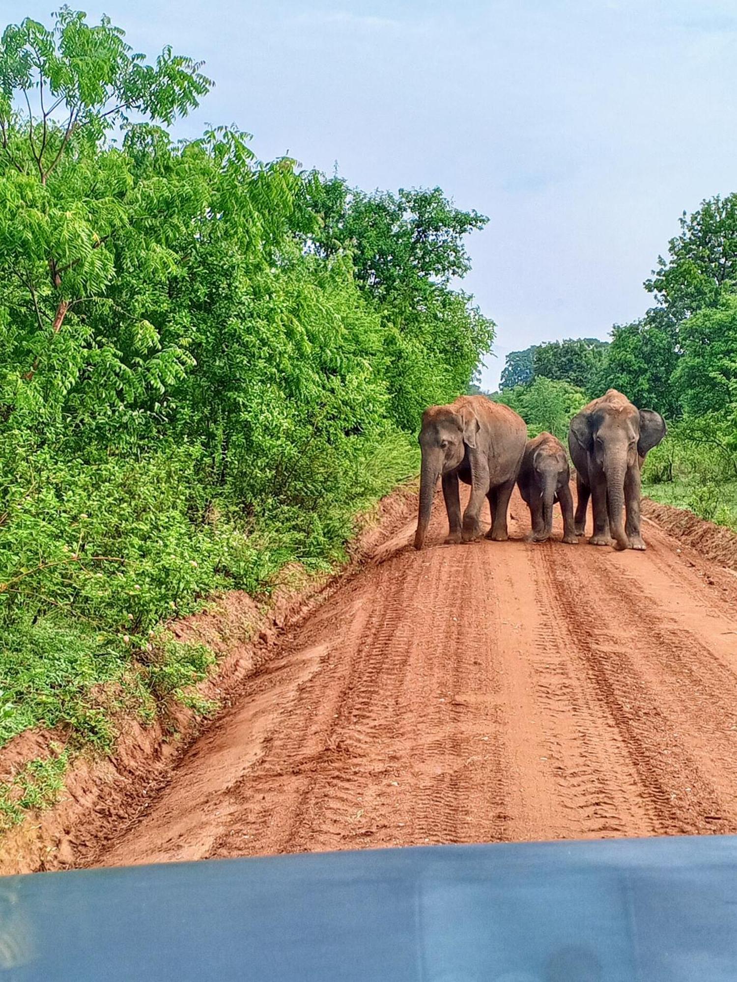 Elite Safari Resort Удавалаве Екстер'єр фото