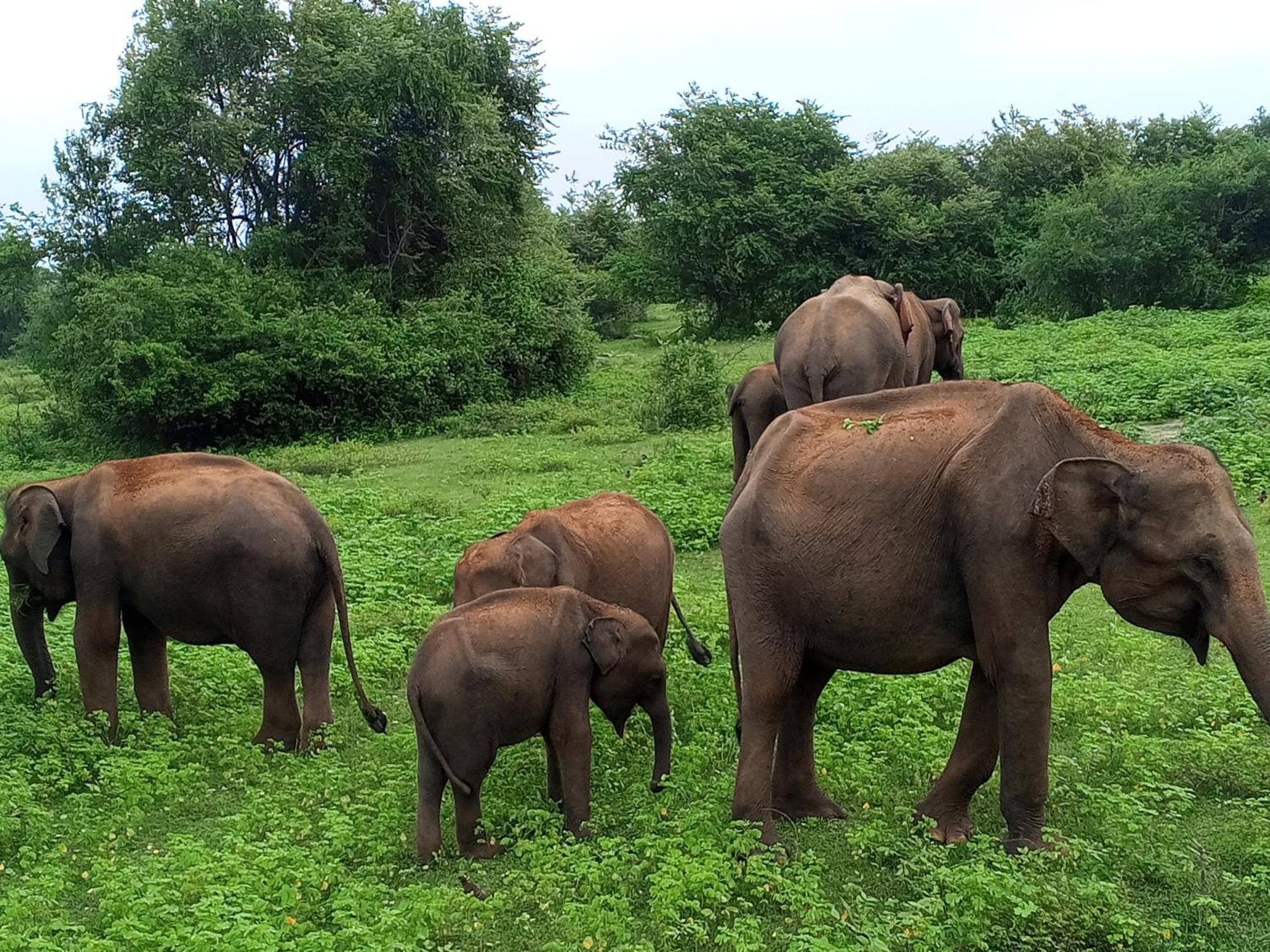 Elite Safari Resort Удавалаве Екстер'єр фото