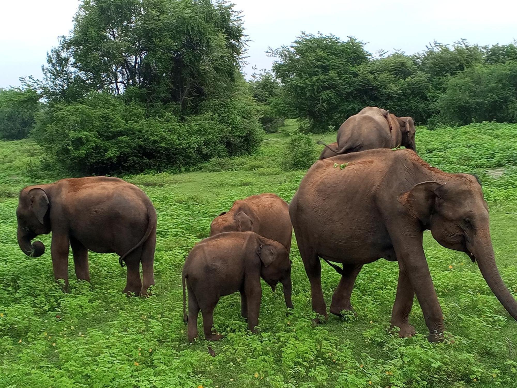 Elite Safari Resort Удавалаве Екстер'єр фото