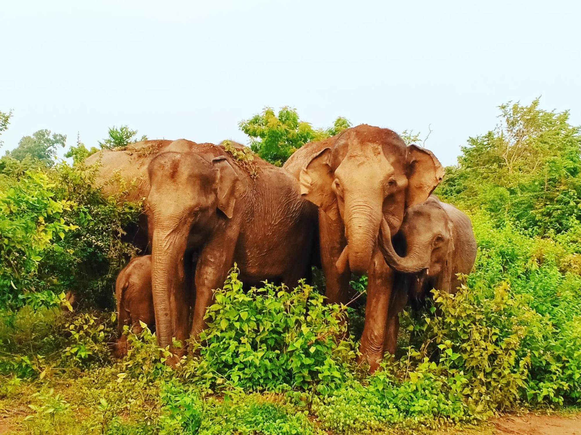 Elite Safari Resort Удавалаве Екстер'єр фото