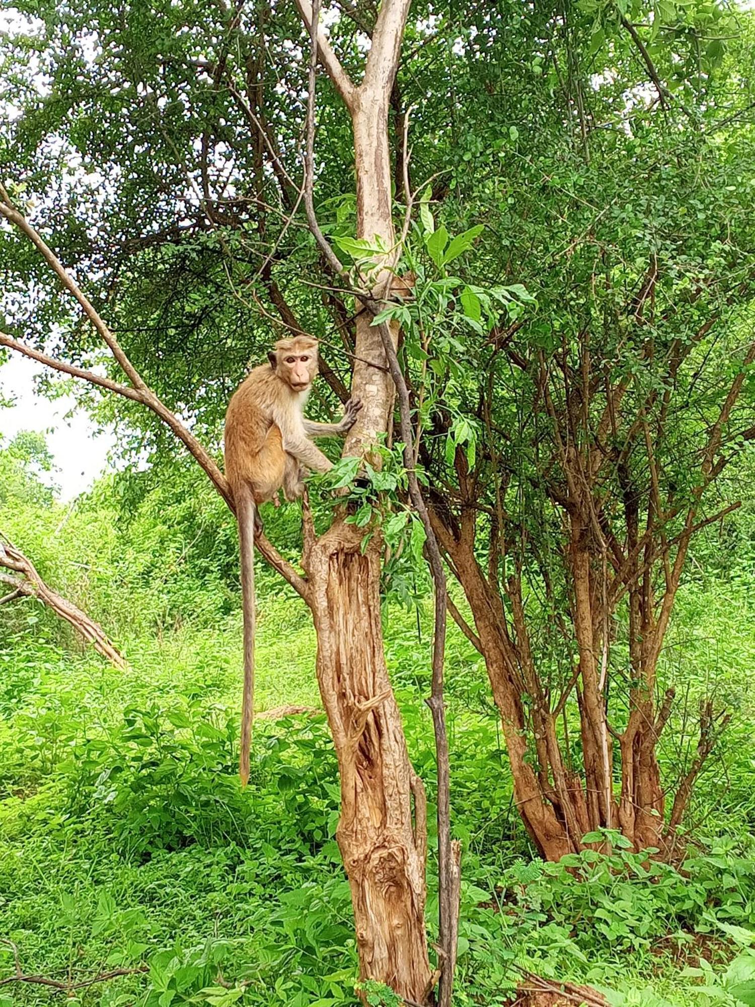 Elite Safari Resort Удавалаве Екстер'єр фото