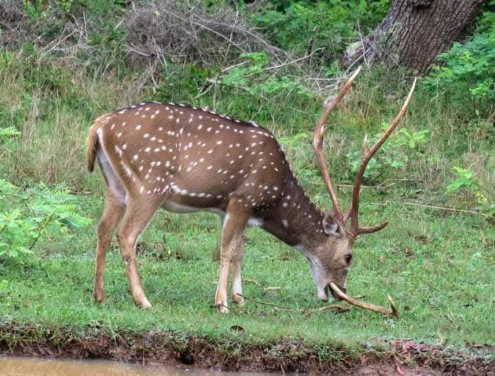 Elite Safari Resort Удавалаве Екстер'єр фото